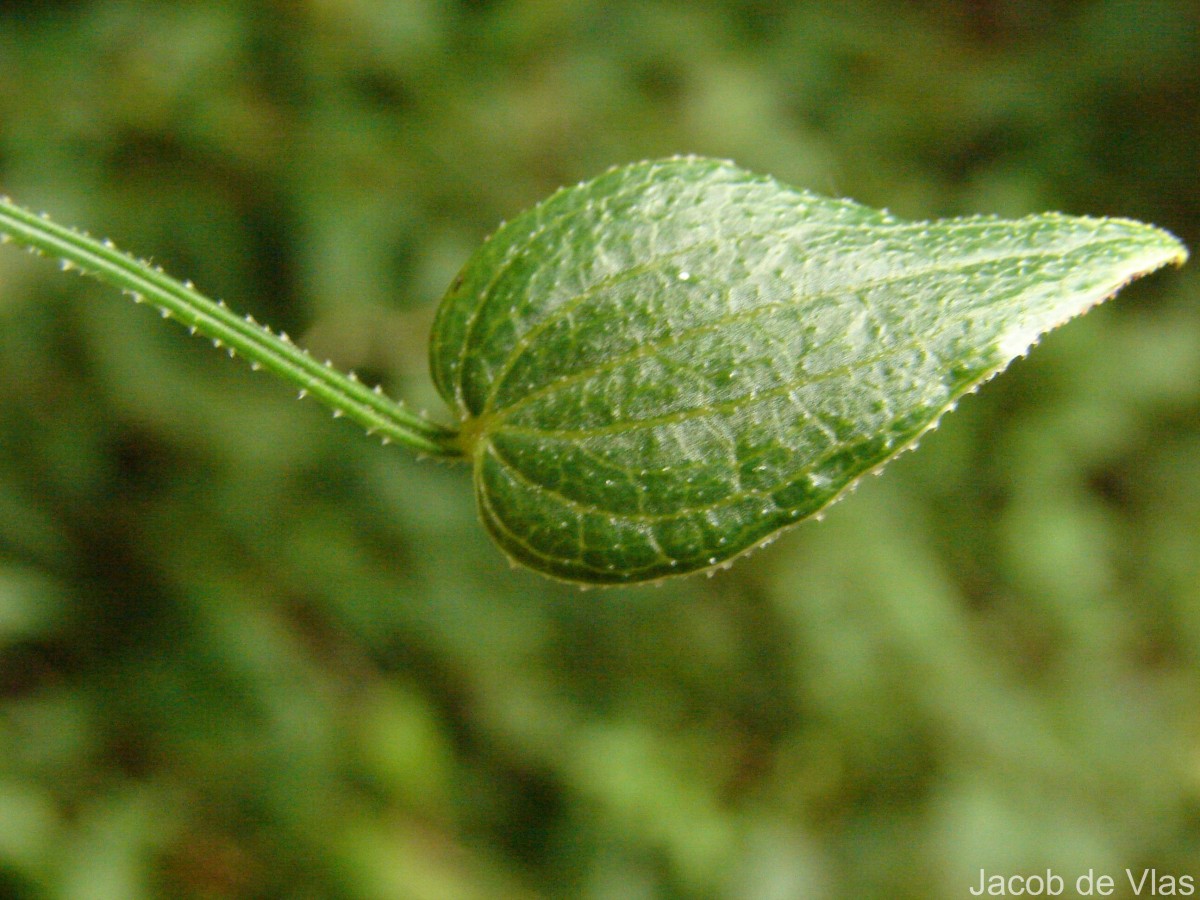 Rubia cordifolia L.